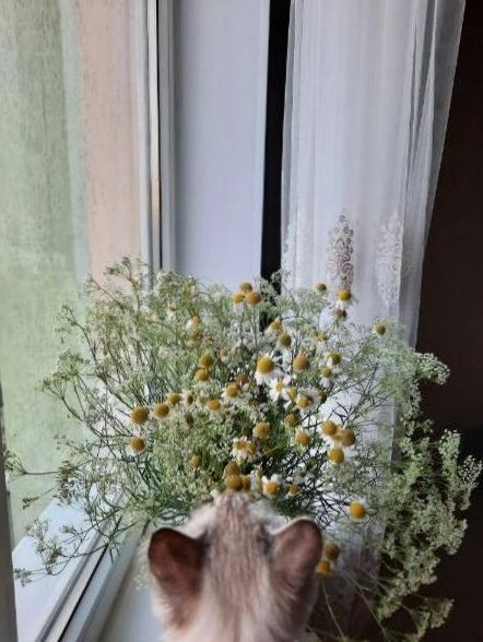 White rose wreath